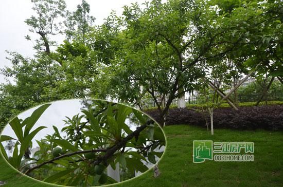 丽雅龙城4月施工进度