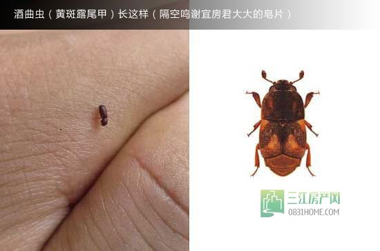 查文、探测、走访 3招侦破大地坡酒曲虫迷