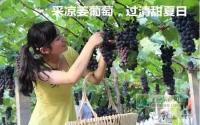 摘葡萄、吃免费午餐？全部都在紫金城！