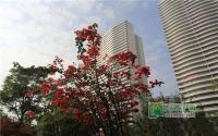 本周六摄影大赛开幕丽雅龙城邀您“开拍”