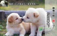 单身汪都“婚”了！你还在等啥？
