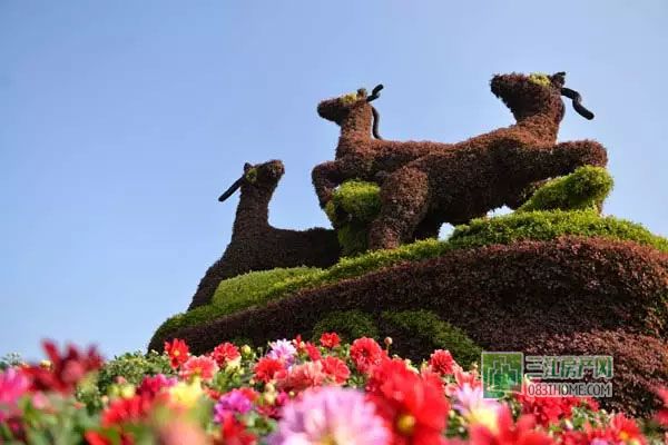 2015龙头山菊花展即将免费开放，抢先看实景！