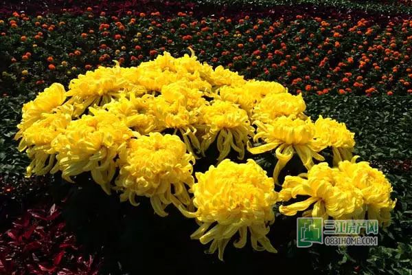 2015龙头山菊花展即将免费开放，抢先看实景！