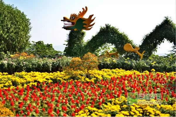 2015龙头山菊花展即将免费开放，抢先看实景！