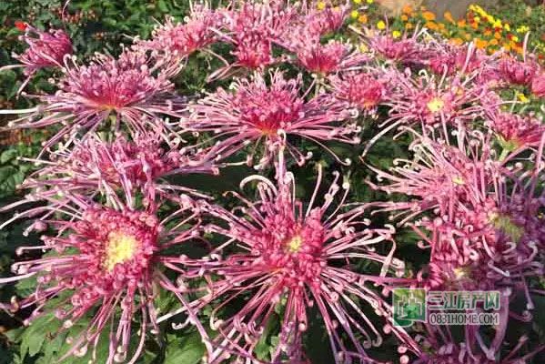 2015龙头山菊花展即将免费开放，抢先看实景！
