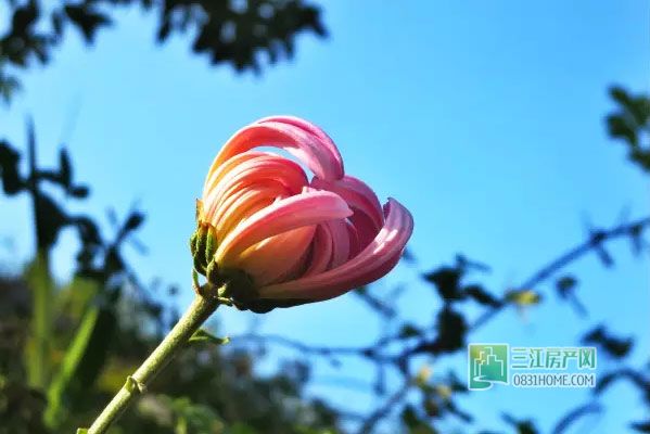 2015龙头山菊花展即将免费开放，抢先看实景！