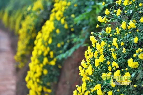 2015龙头山菊花展即将免费开放，抢先看实景！