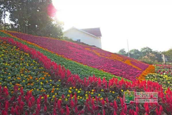 2015龙头山菊花展即将免费开放，抢先看实景！