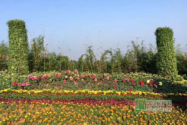 2015龙头山菊花展即将免费开放，抢先看实景！