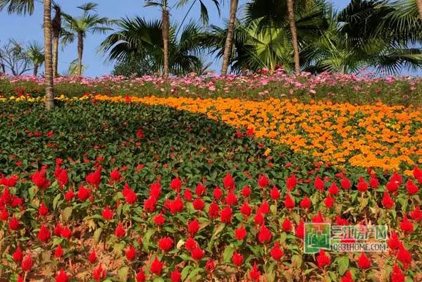 2015龙头山菊花展即将免费开放，抢先看实景！