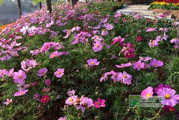 2015龙头山菊花展即将免费开放，抢先看实景！