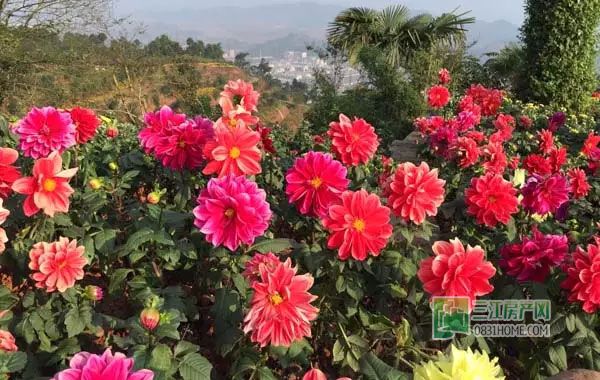 2015龙头山菊花展即将免费开放，抢先看实景！