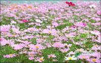 除了龙头山菊花，临港还有免费“波斯菊专场”？