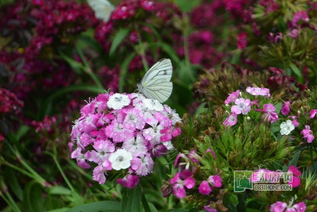 DSC_0201.jpg