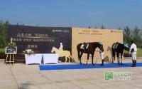 丽雅龙城品鉴名贵良驹马术表演 彰显贵族风范