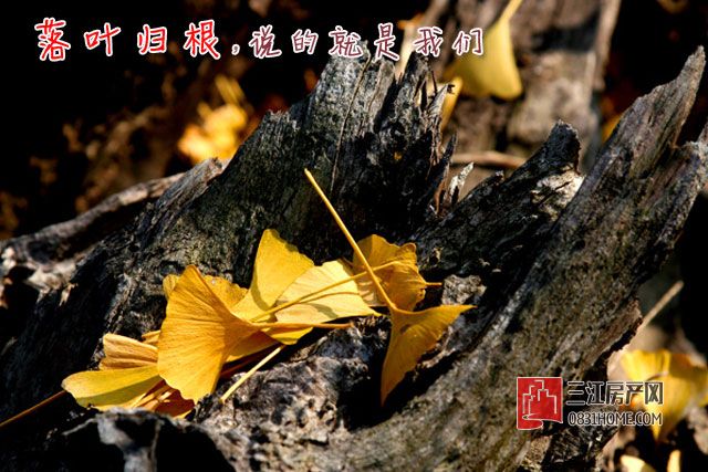落叶.jpg