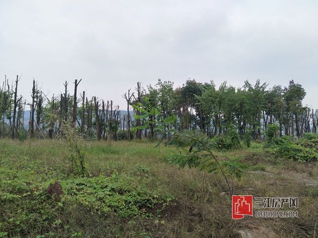 规划风景区.jpg
