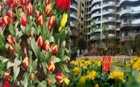立春花先开 这些小花看“花”你眼