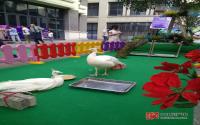 观澜上郡上演“百鸟朝凤”！请速来领票！