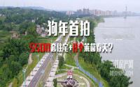 可供超5500套房子+8个莱茵春天？这里狗年首拍太旺了……