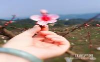 手植十里桃林 愿青山半入城