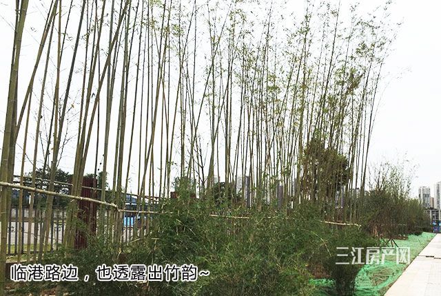 QQ图片20181115160242.jpg
