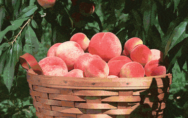 微信图片_20200724095107.gif